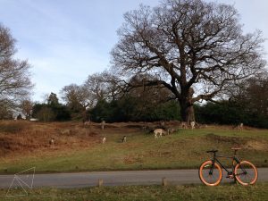 Read more about the article #084 Richmond Park